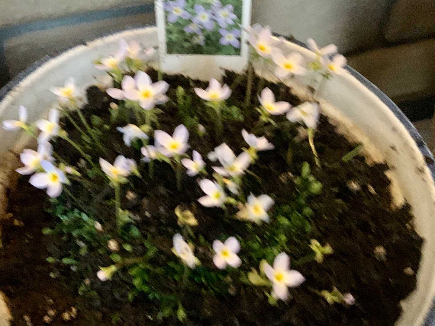 カインズホームで鉢 花苗を買いました 一口茶屋 整形外科へ行き 帰ってから花苗を植え付けました Music Land 私の庭の花たち 楽天ブログ