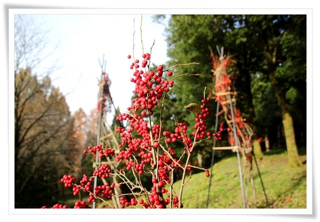 樹木公園-30 ウメモドキ-3 15.12.2