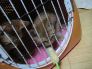 子猫たちはキャリーに入るのが大好き。