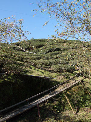 トロッコのレール