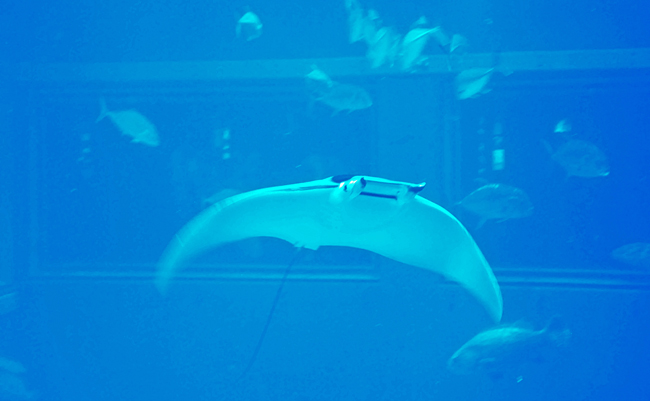 魚４