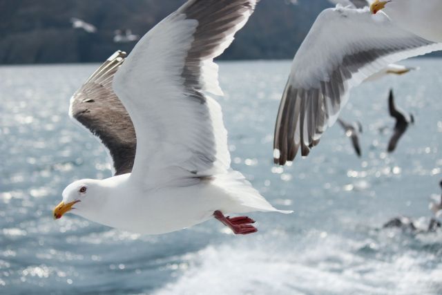 19年02月12日の記事 私設見逃してもいい動物園 楽天ブログ