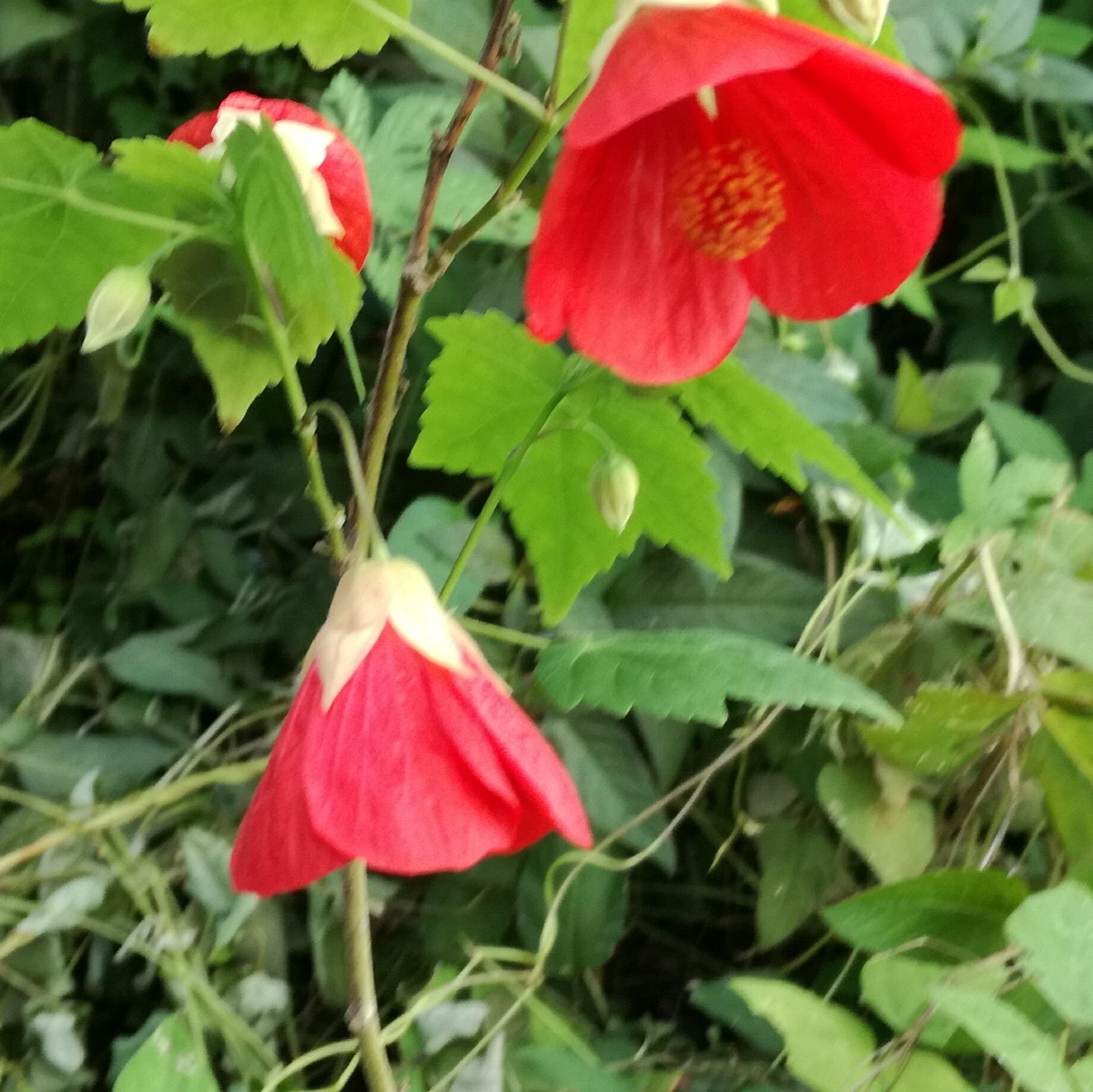 夏の花たち アブチロンなど 話 和 輪のガーデニングと園芸 楽天ブログ