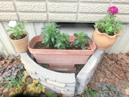 ラナンキュラス３