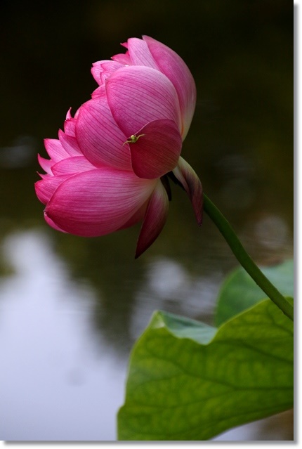 北部公園-18 蓮池-13 15.7.10