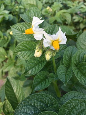 s-IMG_6326.jpg