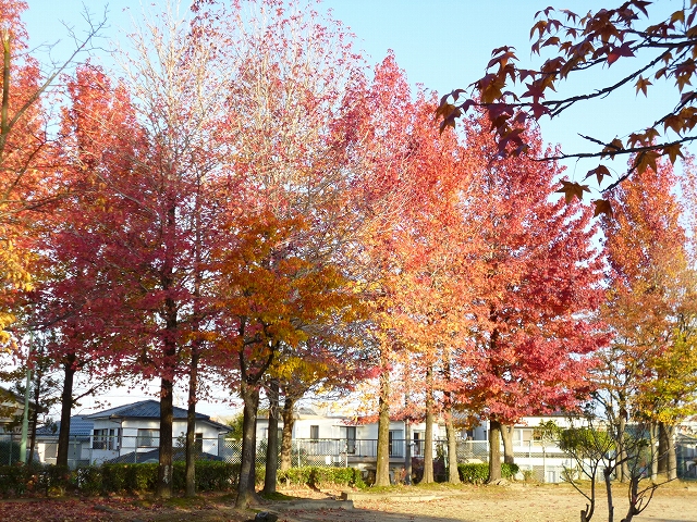 紅葉２１１１３