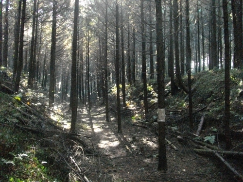 徳次郎城本丸空堀 (2) (500x375).jpg