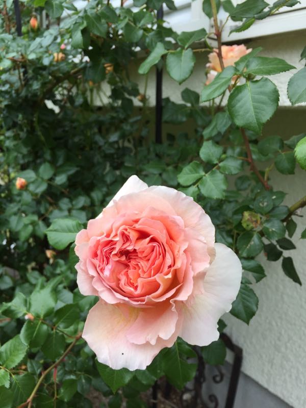 rblog-20180502175649-02.jpg