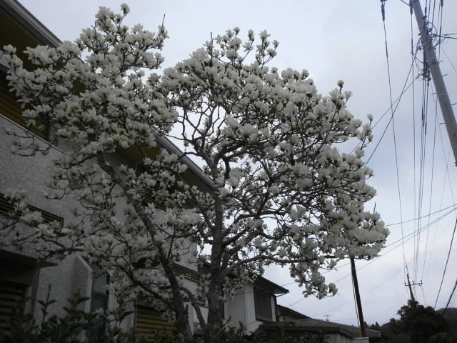 P3180571.JPG