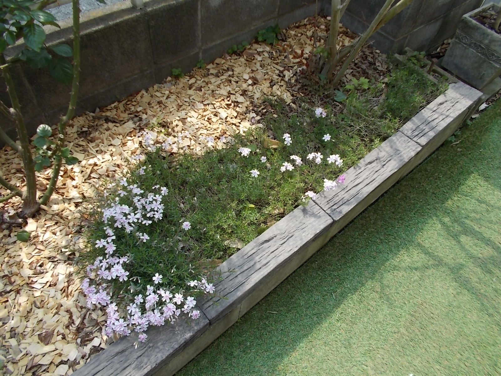 去年より疎らな芝桜。 | バラを咲かせることが好き。 - 楽天ブログ