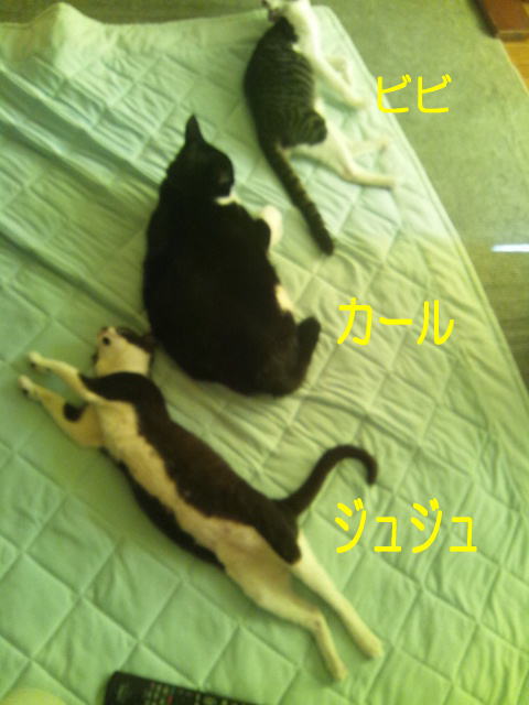 ３匹.jpg