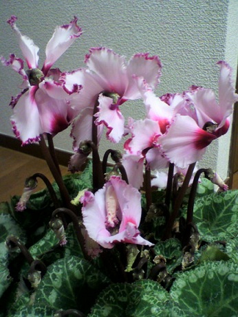 2013011120460000.jpg