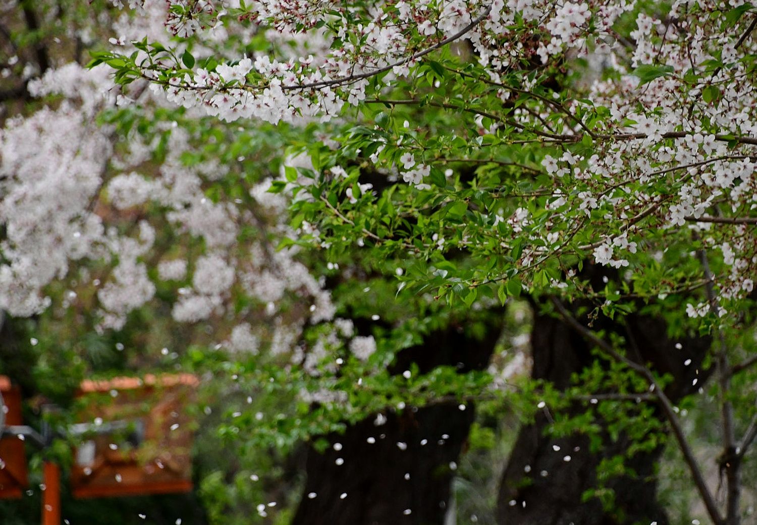 桜散る 紅枝垂れ桜 南風のメッセージ 楽天ブログ