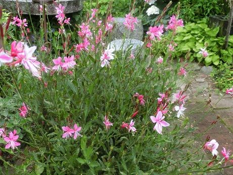 ピンクのガウラ 白のガウラとゴデチヤ ドライフラワー 静かな時が流れる 風の庭 楽天ブログ