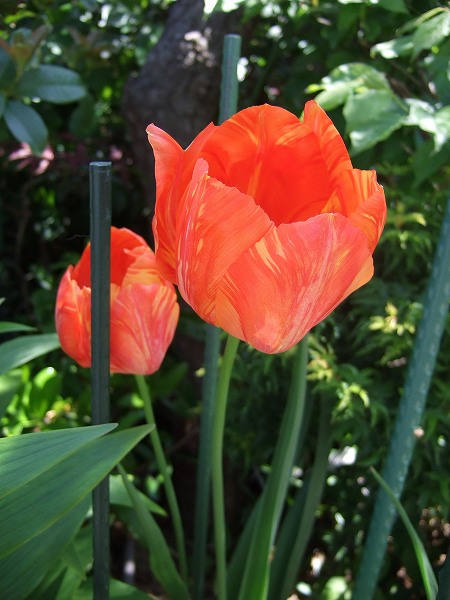 マーブルもようのチューリップ