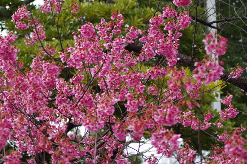 荏原神社の寒緋桜