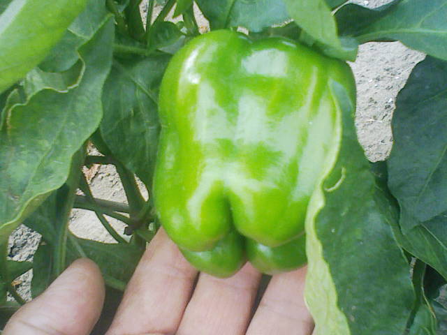 F1000055 - コピー (2).JPG