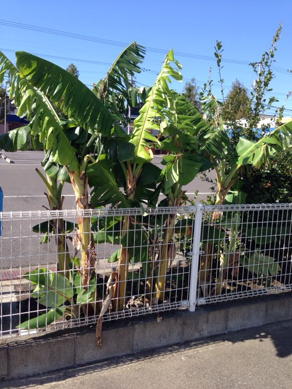 rblog-20141103004648-03.jpg