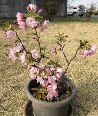 りん様専用 涼しげなお花たちに囲まれて癒されてリネン100%のロング