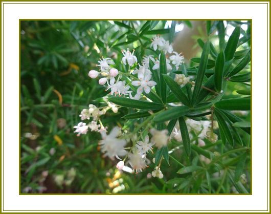 令和２年８月30日 草杉蔓花弁溢れ天の川 花の歳時記 天南星の魅力 山野草 楽天ブログ