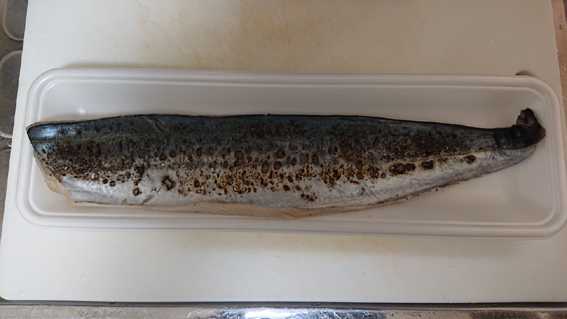 鰆 さわら の炙り 料理 魚 魚介 刺身 炙り 鰆 季語 りょうちんのブログ 楽天ブログ