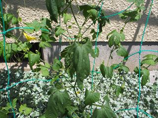P7030615_R.JPG