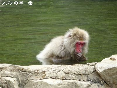 20160705 善光寺　野猿公苑19