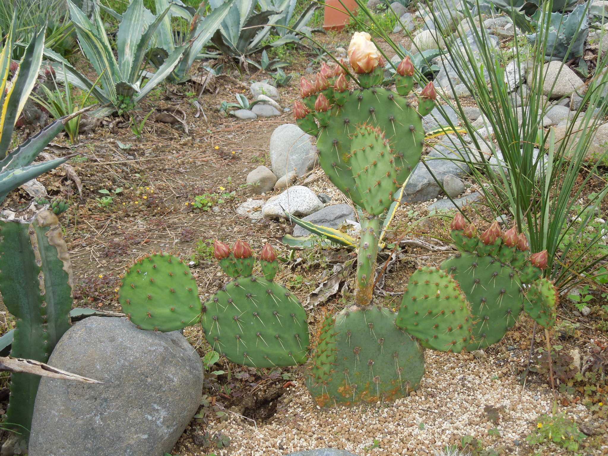 オプンチア・マクロケントラ(Opuntia macrocentra)～開花が