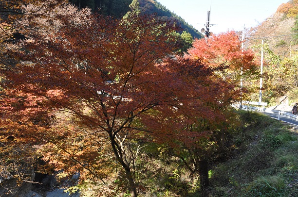 大血川渓谷、紅葉