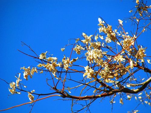 花の名不明