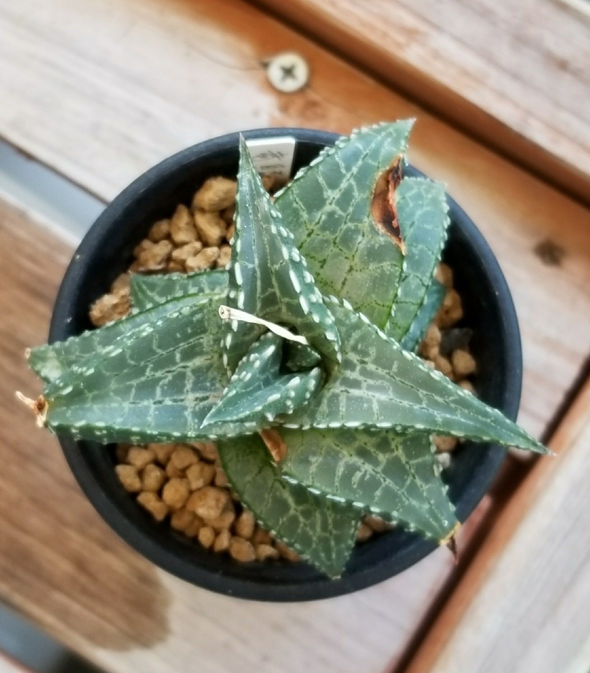 多肉植物 ハオルチア属 雷鱗 竜鱗&雷鱗 | デルオの多肉日記 - 楽天ブログ