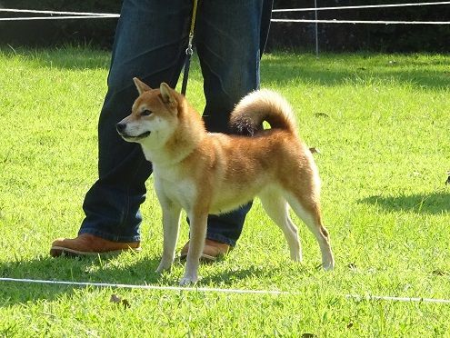 11ページ目の 展覧会 日本犬保存会 柴楽日記 楽天ブログ