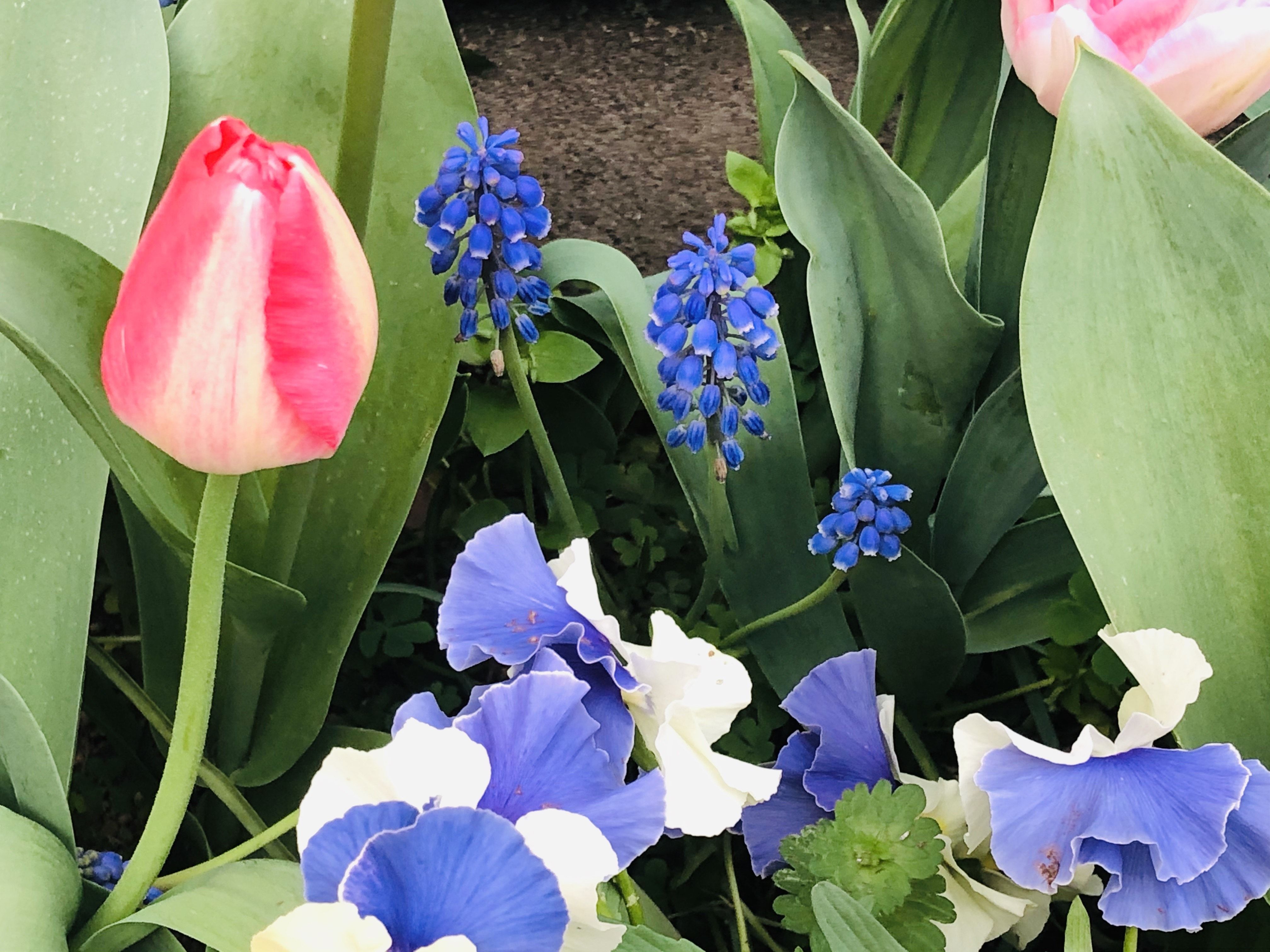 癒される春の花たち ムスカリ チューリップ 推薦 ハナニラ 堀本恵美子 ほりもとえみこ の写真日記 楽天ブログ