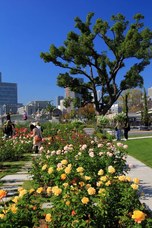 中之島バラ園_002.jpg