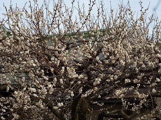 P1300755ss.jpg