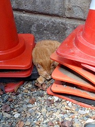 猫３.jpg