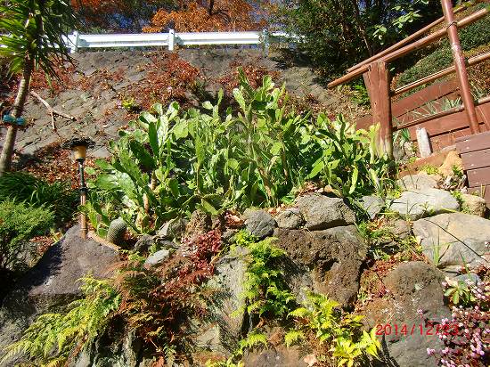 天皇誕生日 029.jpg