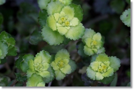 樹木公園-43 ネコノメソウ-2 14.3.29