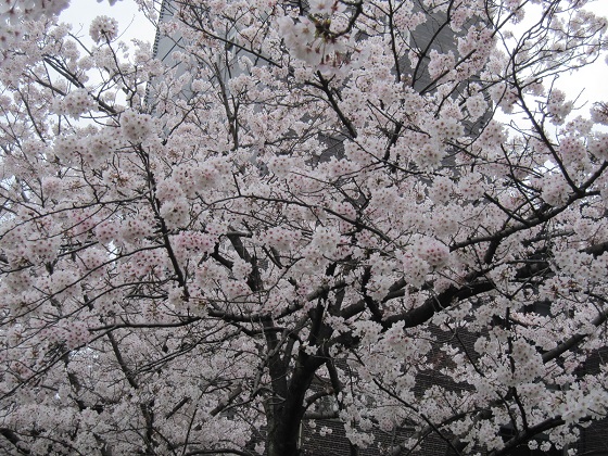 sakura1