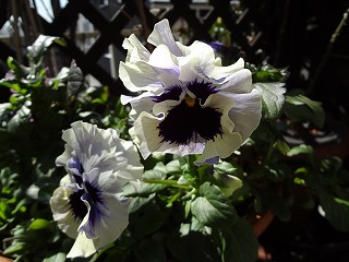 DSC00182.jpg