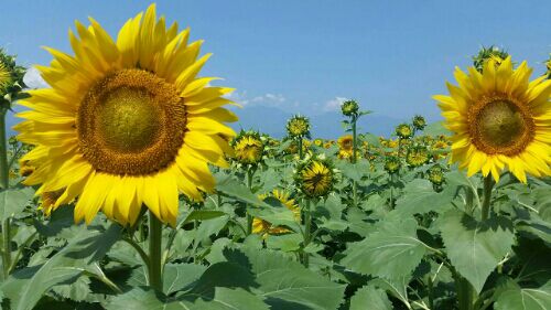 rblog-20160807151913-04.jpg