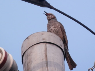 ヒヨドリ　4.17　2014