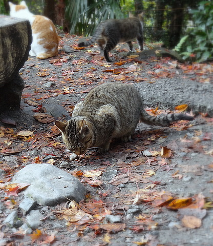 2012120236