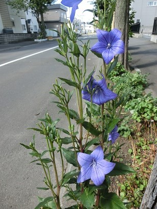 CIMG0007.JPG