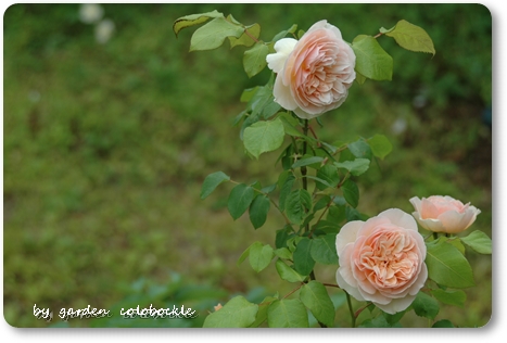 アンブリッジローズ1