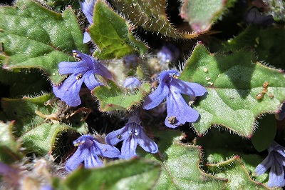 hana240406キランソウ