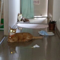 ２にやんも節電に協力！