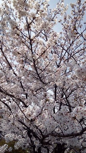 花見 宇佐野 孝太郎 楽天ブログ