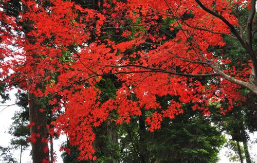 紅葉２